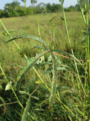 Hibiscus asper (Wild sorrel) — photo