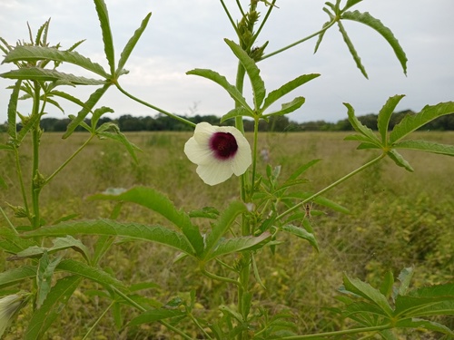 Hibiscus asper (Wild sorrel) — photo