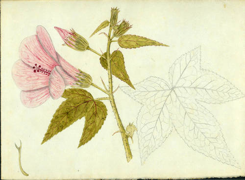 Hibiscus bifurcatus — photo