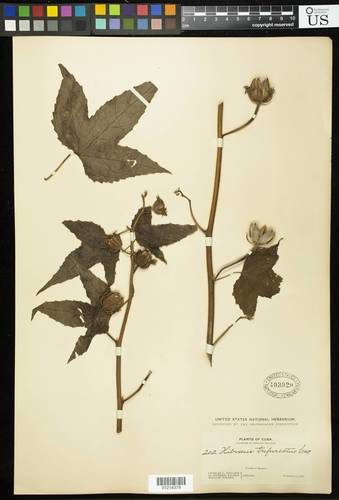 Hibiscus bifurcatus — photo