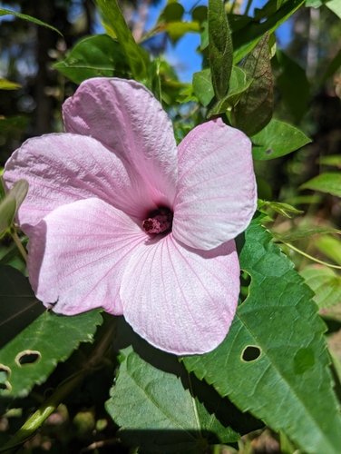 Hibiscus bifurcatus