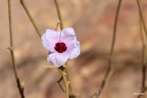 Hibiscus brachychlaenus — photo