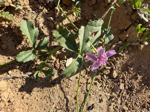 Hibiscus brachysiphonius — photo