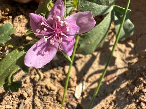 Hibiscus brachysiphonius — photo