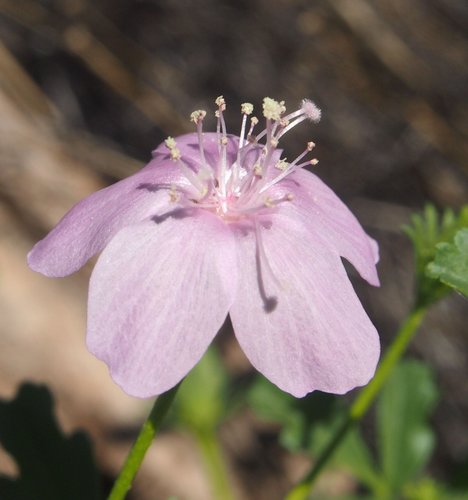 Hibiscus brachysiphonius