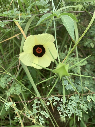 Hibiscus caesius