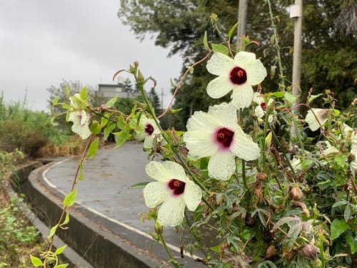 Hibiscus cannabinus (Vegetable kenaf) — photo