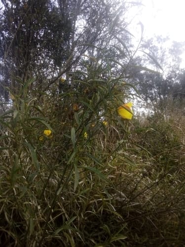 Hibiscus divaricatus — photo