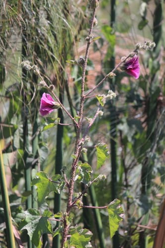 Hibiscus diversifolius (Yellow Hibiscus) — photo