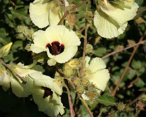 Hibiscus diversifolius