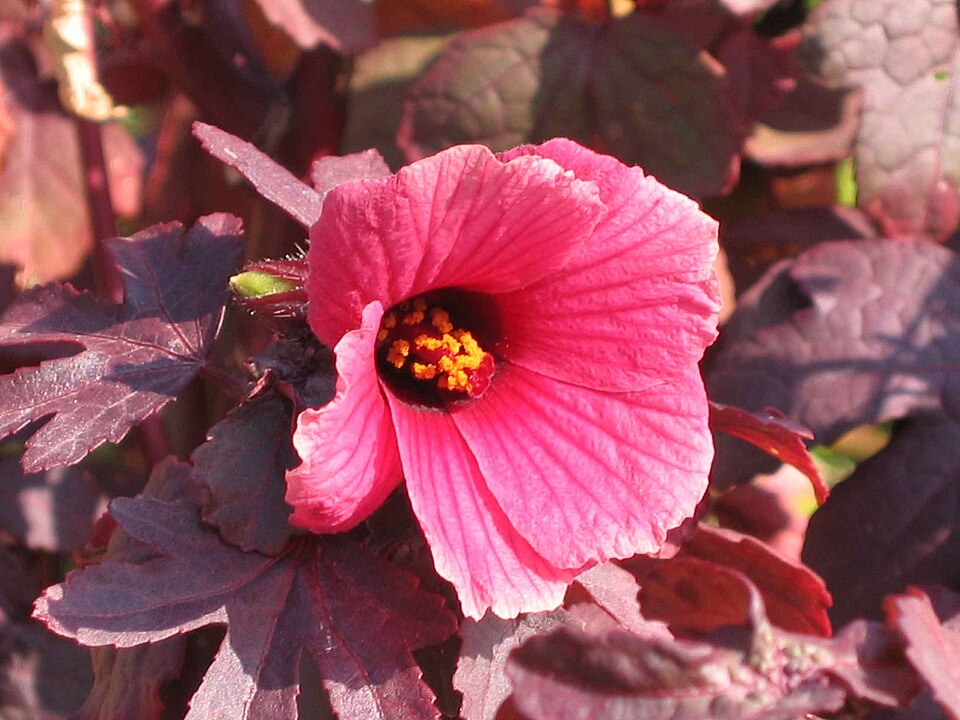 Hibiscus eetveldeanus — photo