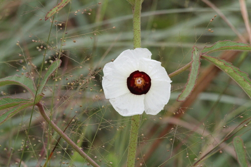 Hibiscus eetveldeanus