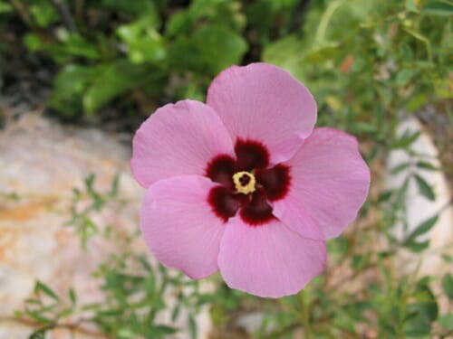 Hibiscus geranioides (Dwarf native hibiscus) — photo