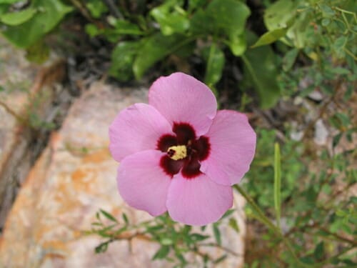 Hibiscus geranioides (Dwarf native hibiscus) — photo