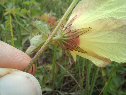 Hibiscus gilletii — photo