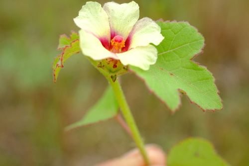 Hibiscus gilletii