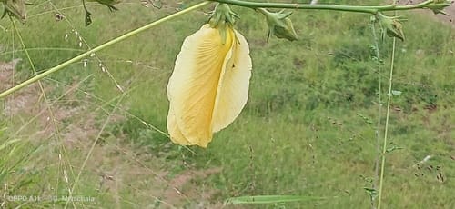 Hibiscus greenwayi — photo