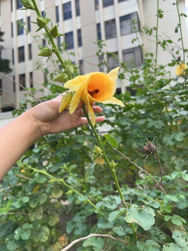 Hibiscus greenwayi