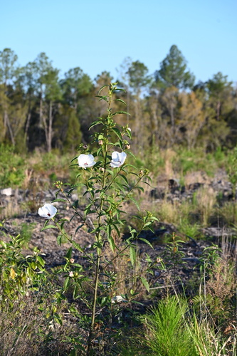Hibiscus heterophyllus (Native rosella) — photo