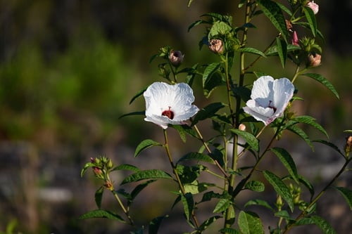 Hibiscus heterophyllus