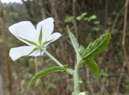 Hibiscus hirtus (Lesser mallow.) — photo