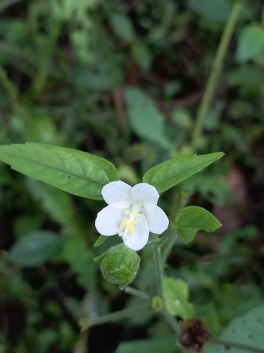 Hibiscus hirtus (Lesser mallow.) — photo