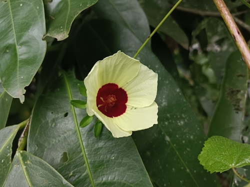 Hibiscus hispidissimus — photo