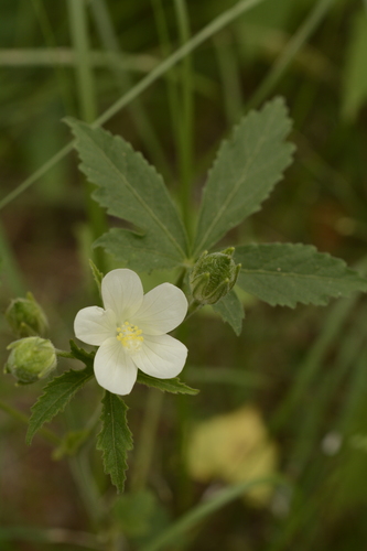 Hibiscus lobatus