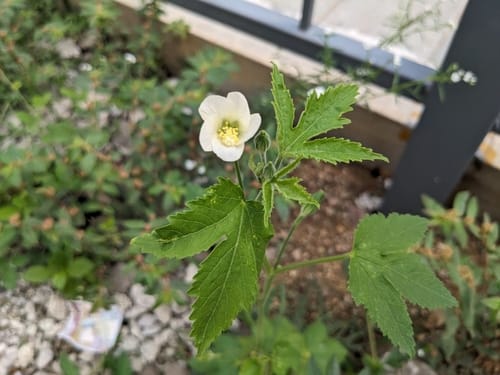 Hibiscus lobatus — photo