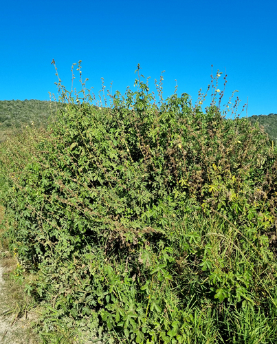 Hibiscus ludwigii (Wild hollyhock) — photo