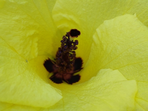 Hibiscus ludwigii (Wild hollyhock) — photo