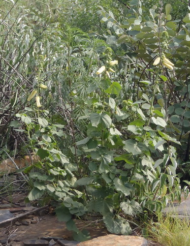Hibiscus lunariifolius — photo