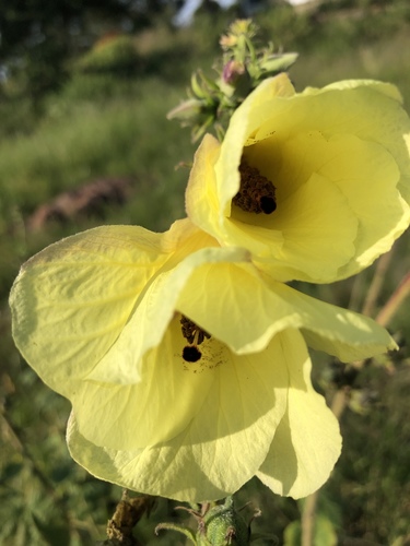 Hibiscus lunariifolius