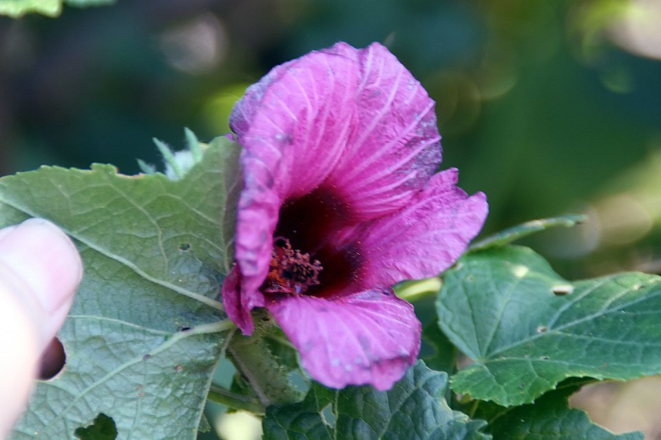 Hibiscus maculatus — photo
