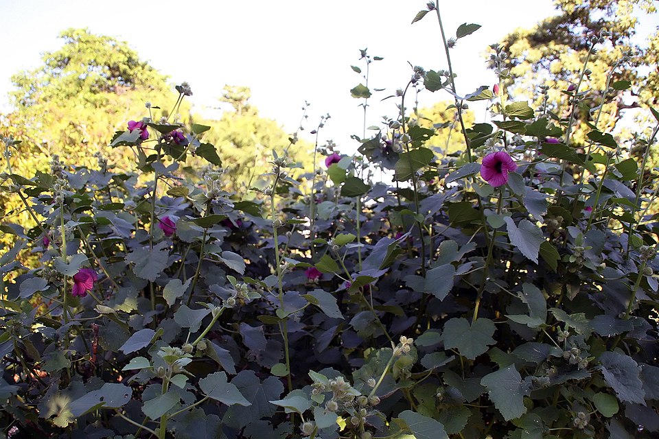 Hibiscus maculatus
