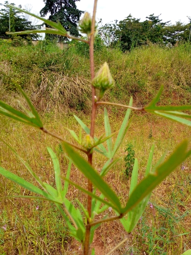 Hibiscus mechowii — photo