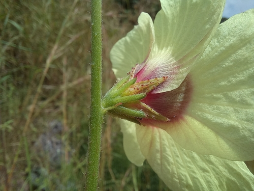 Hibiscus meeusei (Small-flowered kenaf) — photo