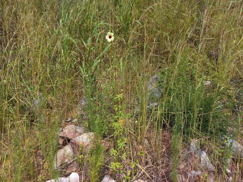 Hibiscus meeusei (Small-flowered kenaf) — photo