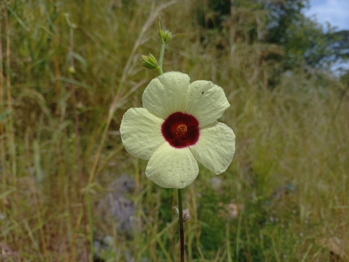 Hibiscus meeusei