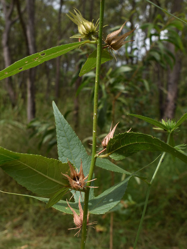 Hibiscus meraukensis (Merauke Hibiscus) — photo