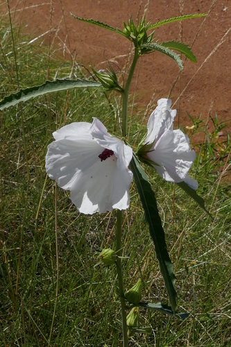 Hibiscus meraukensis (Merauke Hibiscus) — photo