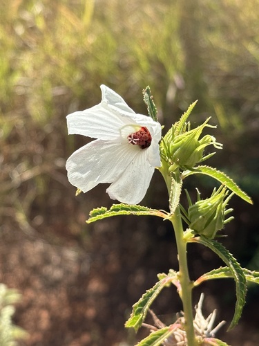 Hibiscus meraukensis