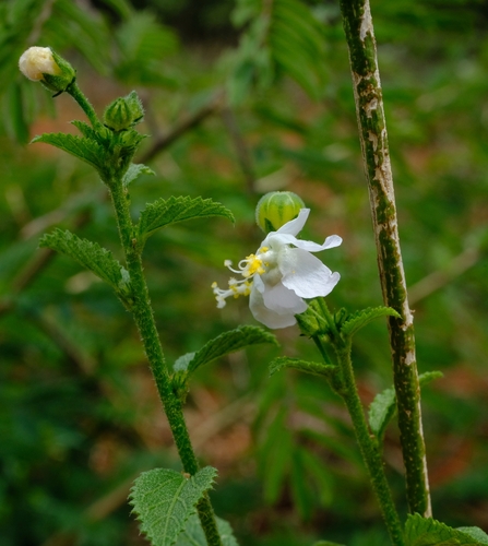 Hibiscus micranthus — photo
