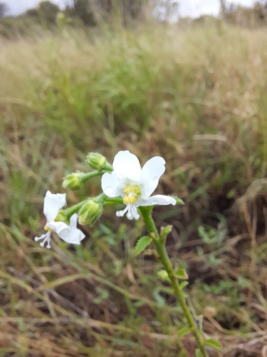 Hibiscus micranthus — photo