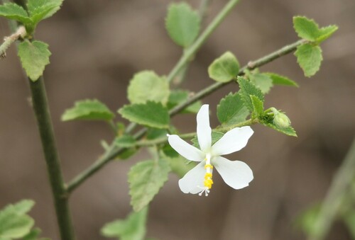 Hibiscus micranthus