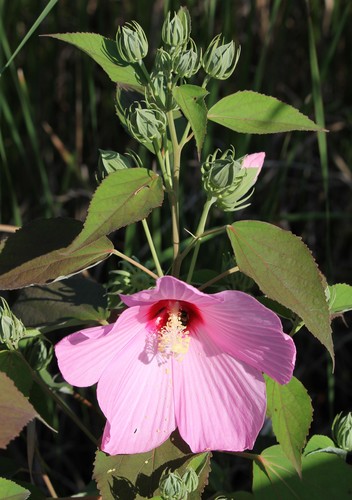Hibiscus moscheutos (Rose mallow) — photo