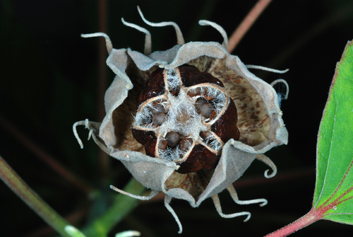 Hibiscus moscheutos (Rose mallow) — photo