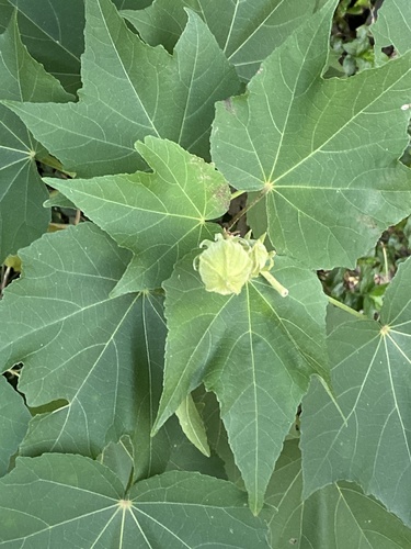 Hibiscus mutabilis (Rose of Sharon) — photo