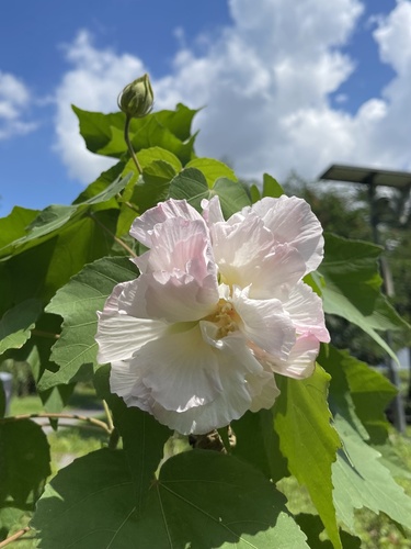 Hibiscus mutabilis (Rose of Sharon) — photo