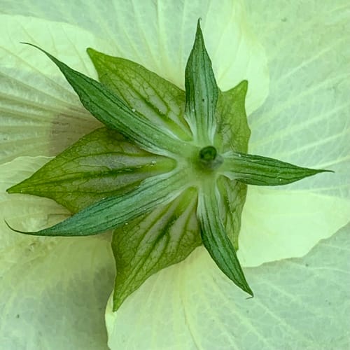 Hibiscus ovalifolius (Rock hibiscus) — photo